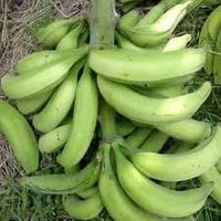 Plantain