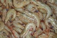 Shrimps