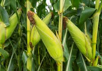 maize